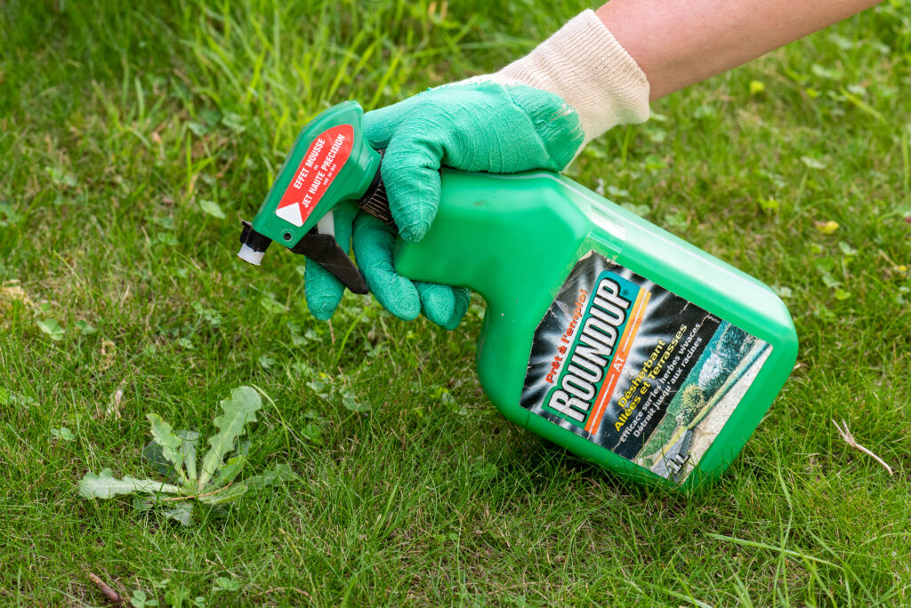 A hand wearing a green gardening glove spraying a green bottle of roundup on a weed.